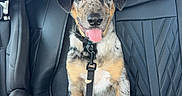 Rufus is registered to the contest to win money with this photo: adventure, animal, backseat, black, brown, car_interior, cute, dog, happy, indoor, leather_seat, pet, puppy, seatbelt, sitting, spotted, tongue_out, vehicle, white, young