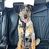 dog, puppy, car_interior, backseat, leather_seat, seatbelt, tongue_out, sitting, pet, animal, happy, young, black, brown, white, spotted, adventure, indoor, vehicle, cute
