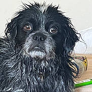 Pudge joined the competition — help win amazing prizes! dog, black_dog, shaggy_fur, wet_fur, small_dog, portrait, close_up, brown_eyes, nose, whiskers, long_hair, floppy_ears, indoors, bed, blanket, home, pet, sad_expression, looking_at_camera, animal