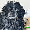 dog, black_dog, shaggy_fur, wet_fur, small_dog, portrait, close_up, brown_eyes, nose, whiskers, long_hair, floppy_ears, indoors, bed, blanket, home, pet, sad_expression, looking_at_camera, animal