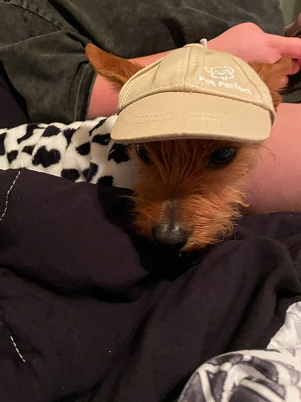 Biggie joined the competition — help win amazing prizes! canidae, cap, carnivore, comfort, companion_dog, dog, dog_breed, dog_clothes, facial_hair, fashion_accessory, fawn, fur, hat, headgear, sleeve, snout, sporting_group, toy_dog, whiskers, wrist