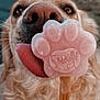animal, close_up, cute, delicious, dog, furry, golden_retriever, hand, happy, ice_pop, licking, nose, outdoor, paw_shaped, pet, pink, snout, summer, tongue, treat