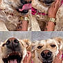 Tia a rejoint le concours — aidez-le/la à gagner de superbes lots ! animal, close_up, collage, cute, dog, ears, expression, fur, golden_retriever, hand, happy, nostrils, paw, person, pet, playful, smiling, tattoo, tongue_out, watch