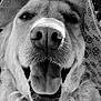 Tia participe au concours pour gagner de l'argent avec cette photo : animal, black_and_white, canine, close_up, curly_fur, cute, dog, friendly, fur, golden_retriever, happy, hat, headwear, leaves, nature, outdoor, pet, portrait, smiling, tongue_out