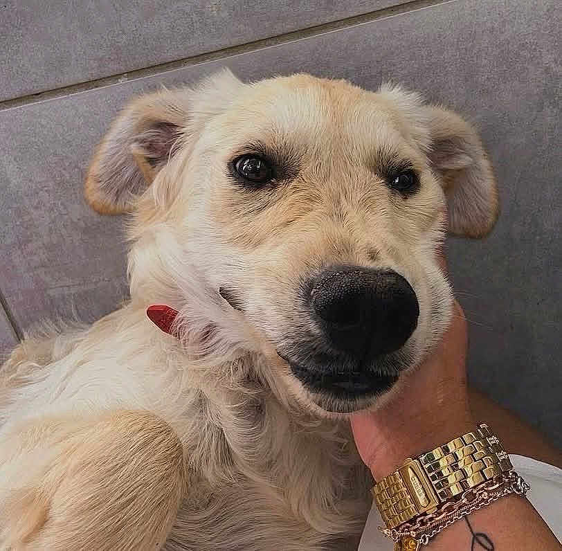 Tia