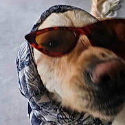 Tia participe au concours pour gagner de l'argent avec cette photo : accessory, animal, brown, canine, close_up, cool, cute, dog, fashion, fur, headwear, muzzle, outdoor, pet, portrait, scarf, stylish, sunglasses, wearing, whiskers
