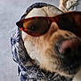 accessory, animal, brown, canine, close_up, cool, cute, dog, fashion, fur, headwear, muzzle, outdoor, pet, portrait, scarf, stylish, sunglasses, wearing, whiskers