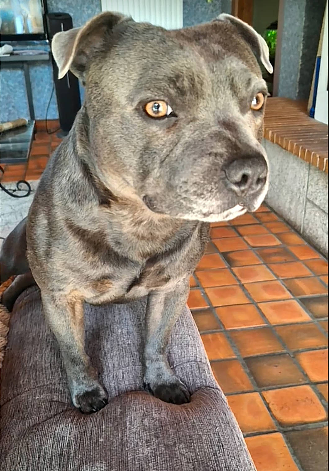 Socrate a rejoint le concours — aidez-le/la à gagner de superbes lots ! alert, animal, chair, close_up, companion, cushion, dog, floppy_ears, front_view, furniture, golden_eyes, gray_dog, home, indoor, pet, pit_bull, portrait, short_hair, sitting, tile_floor