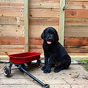 Beau is registered to the contest to win money with this photo: puppy, dog, black_dog, toy_wagon, red_wagon, wooden_deck, wooden_fence, outdoor, pet, animal, tongue_out, playful, cute, sitting, canine, young_dog, fence, floor, summer, daylight