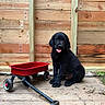 puppy, dog, black_dog, toy_wagon, red_wagon, wooden_deck, wooden_fence, outdoor, pet, animal, tongue_out, playful, cute, sitting, canine, young_dog, fence, floor, summer, daylight