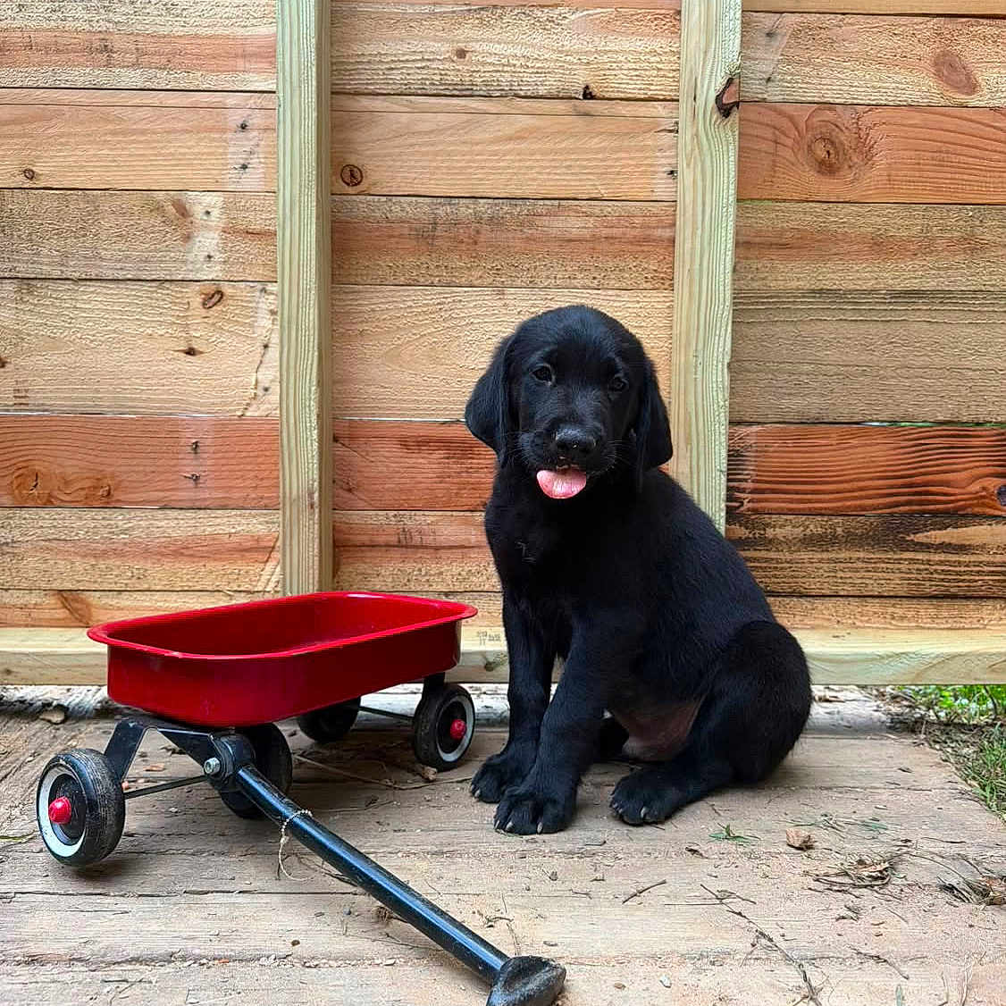 Beau is registered to the contest to win money with this photo: puppy, dog, black_dog, toy_wagon, red_wagon, wooden_deck, wooden_fence, outdoor, pet, animal, tongue_out, playful, cute, sitting, canine, young_dog, fence, floor, summer, daylight