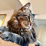 Leo is registered to the contest to win money with this photo: cat, tabby_cat, fluffy_fur, whiskers, indoor, feline, pet, animal, close_up, relaxed, lounging, soft_light, portrait, furry, domestic_cat, cute, mammal, resting, side_view, cozy