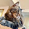 cat, tabby_cat, fluffy_fur, whiskers, indoor, feline, pet, animal, close_up, relaxed, lounging, soft_light, portrait, furry, domestic_cat, cute, mammal, resting, side_view, cozy