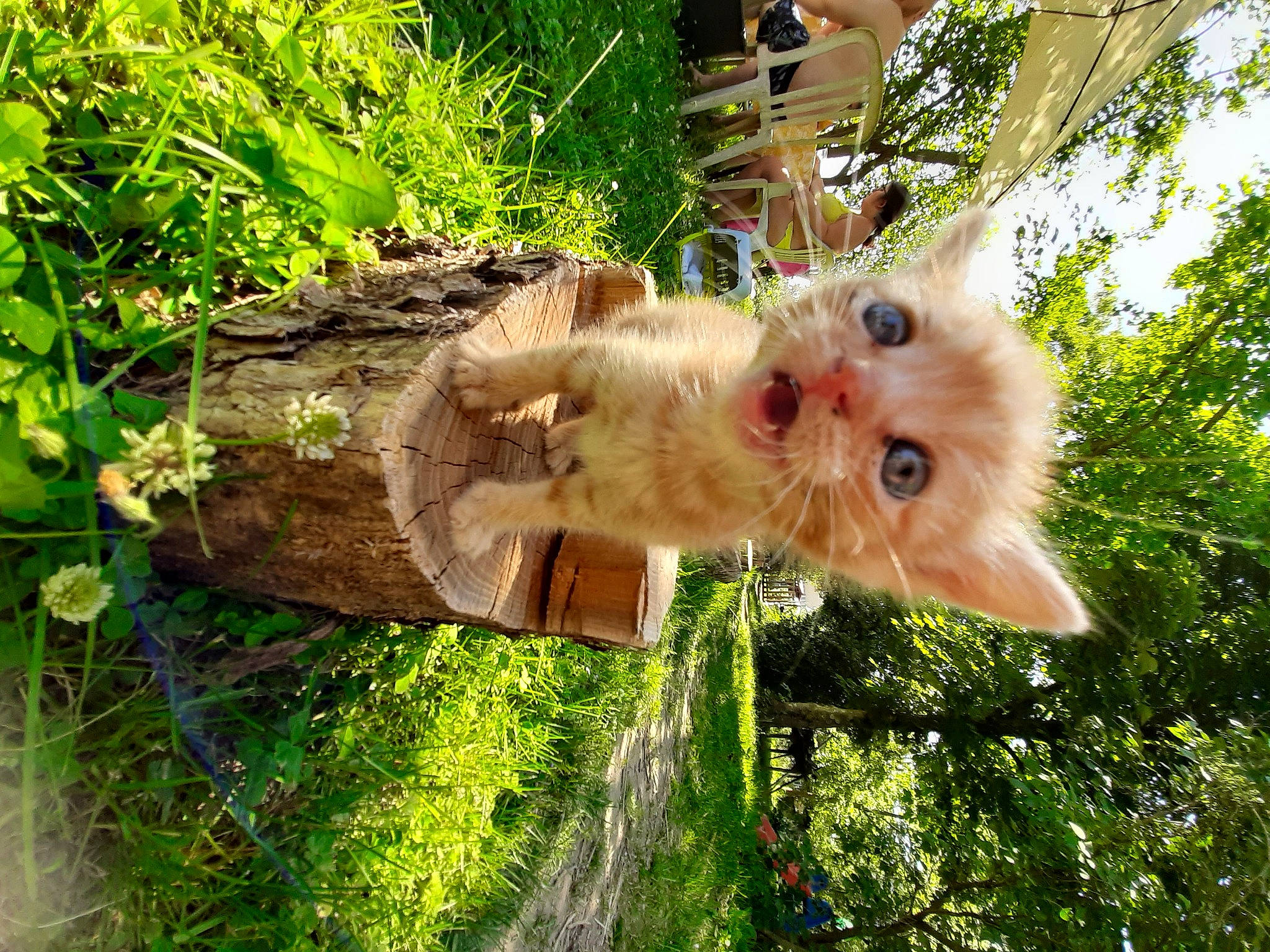 Pêche a rejoint le concours — aidez-le/la à gagner de superbes lots ! fawn, organism, plant, tree, wildlife