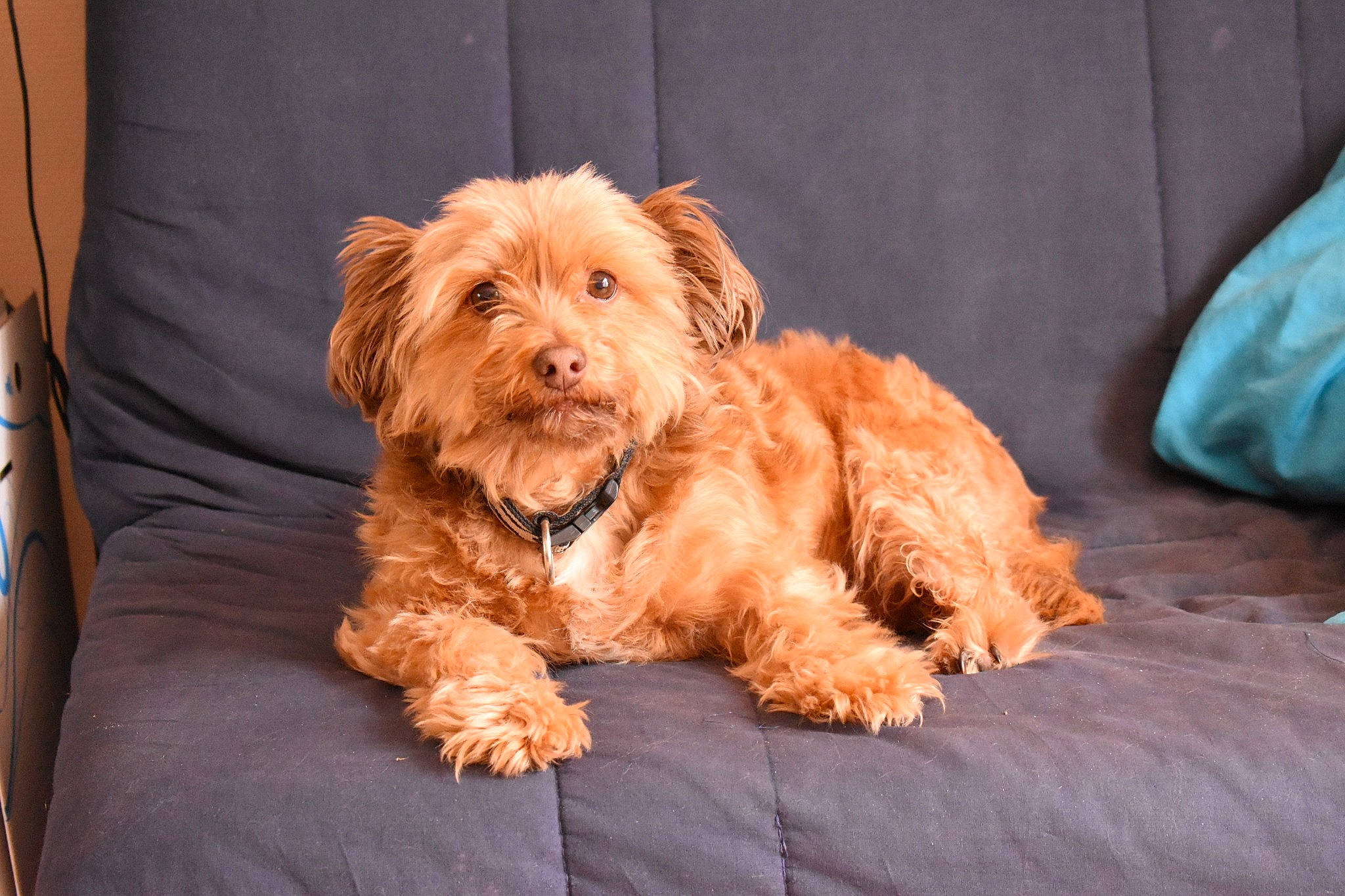 Gipsy participe au concours pour gagner de l'argent avec cette photo : canidae, carnivore, companion_dog, dog, dog_breed, dog_collar, dog_supply, fur, liver, maltepoo, non_sporting_group, poodle_crossbreed, puppy, small_terrier, terrier, toy_dog, working_animal, yorkipoo