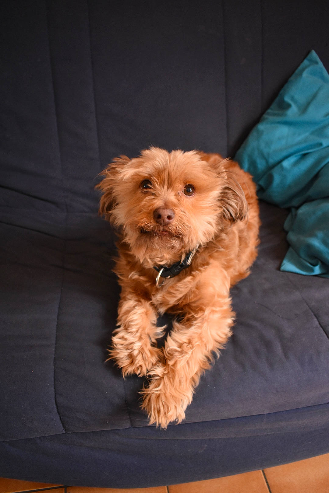 Gipsy participe au concours pour gagner de l'argent avec cette photo : canidae, carnivore, companion_dog, dog, dog_breed, dog_supply, fur, labradoodle, liver, maltepoo, non_sporting_group, shih_poo, small_terrier, snout, sporting_group, terrier, toy_dog, watch, working_animal, yorkipoo