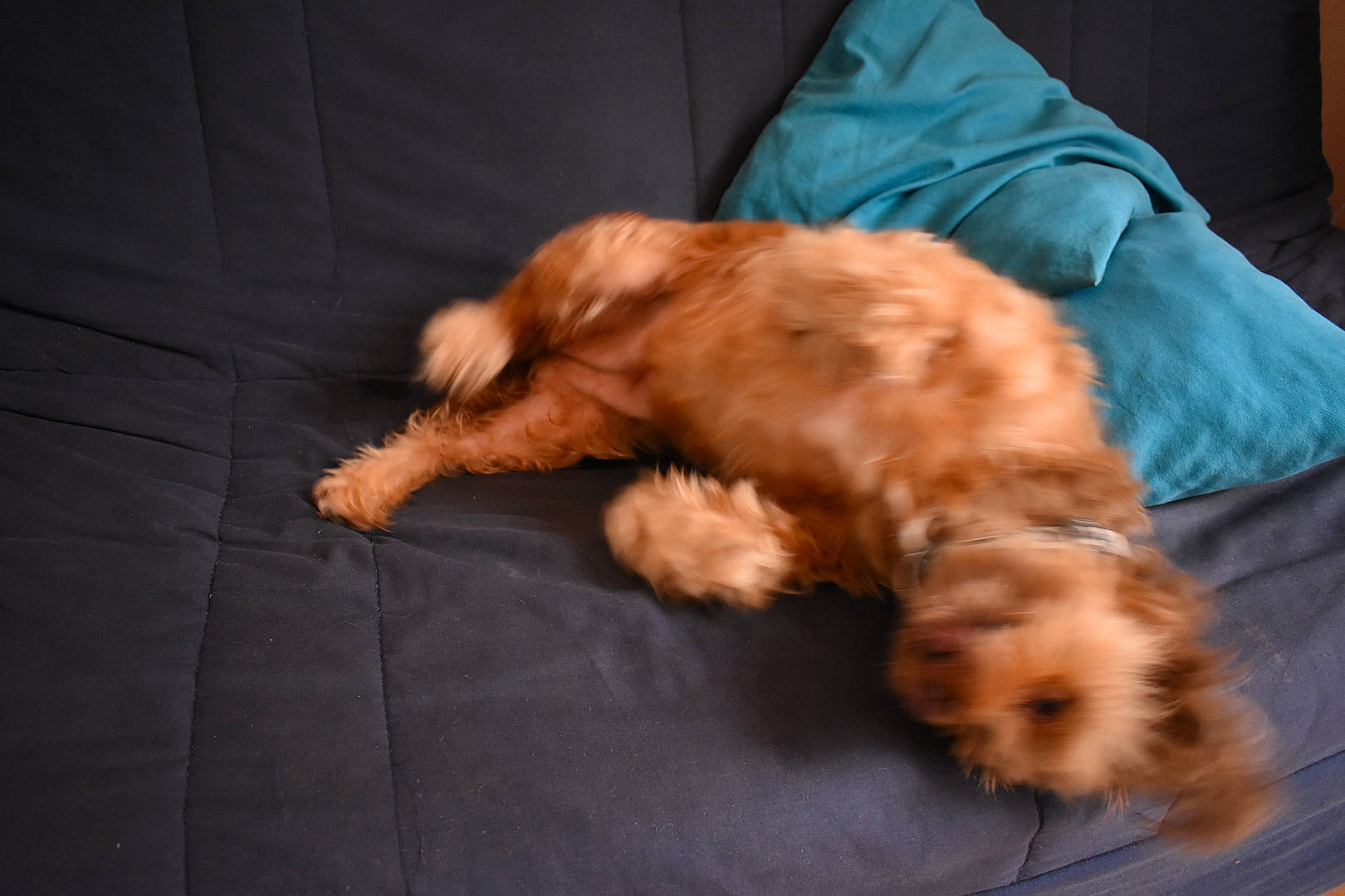 Gipsy participe au concours pour gagner de l'argent avec cette photo : canidae, carnivore, comfort, companion_dog, dog, dog_breed, dog_supply, fawn, felidae, fur, liver, paw, small_terrier, small_to_medium_sized_cats, snout, spaniel, sporting_group, tail, toy_dog, whiskers