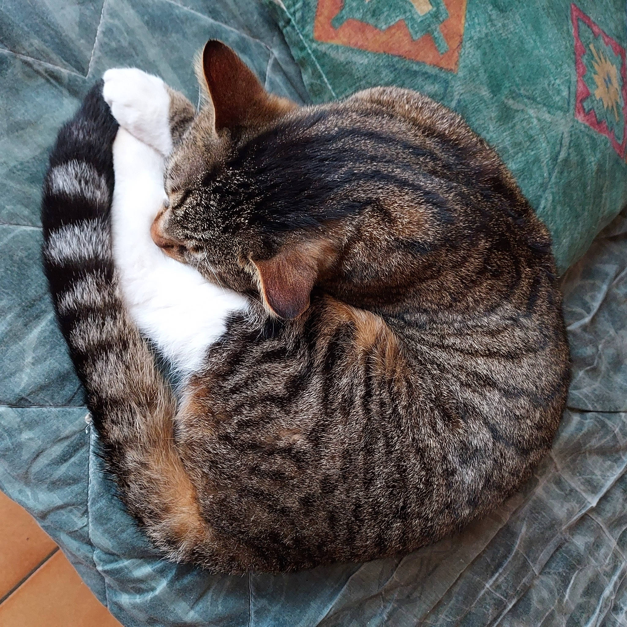 Nixon a rejoint le concours — aidez-le/la à gagner de superbes lots ! carnivore, cat, cat_bed, claw, comfort, domestic_short_haired_cat, felidae, fur, grey, linens, mountain, nap, paw, small_to_medium_sized_cats, snout, tail, textile, tree, whiskers, woolen