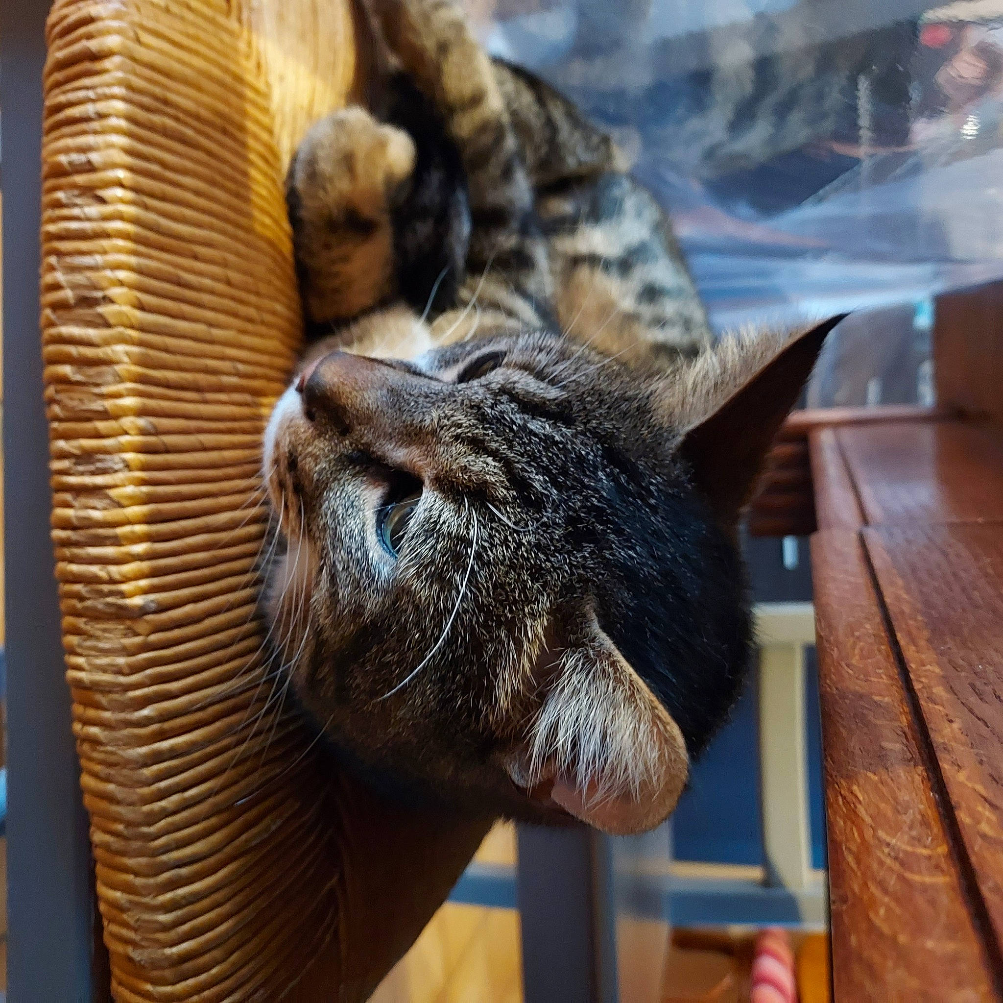 Nixon participe au concours pour gagner de l'argent avec cette photo : carnivore, cat, claw, close_up, comfort, domestic_short_haired_cat, felidae, fur, hardwood, metal, organism, small_to_medium_sized_cats, snout, tail, terrestrial_animal, whiskers, wildlife, wood