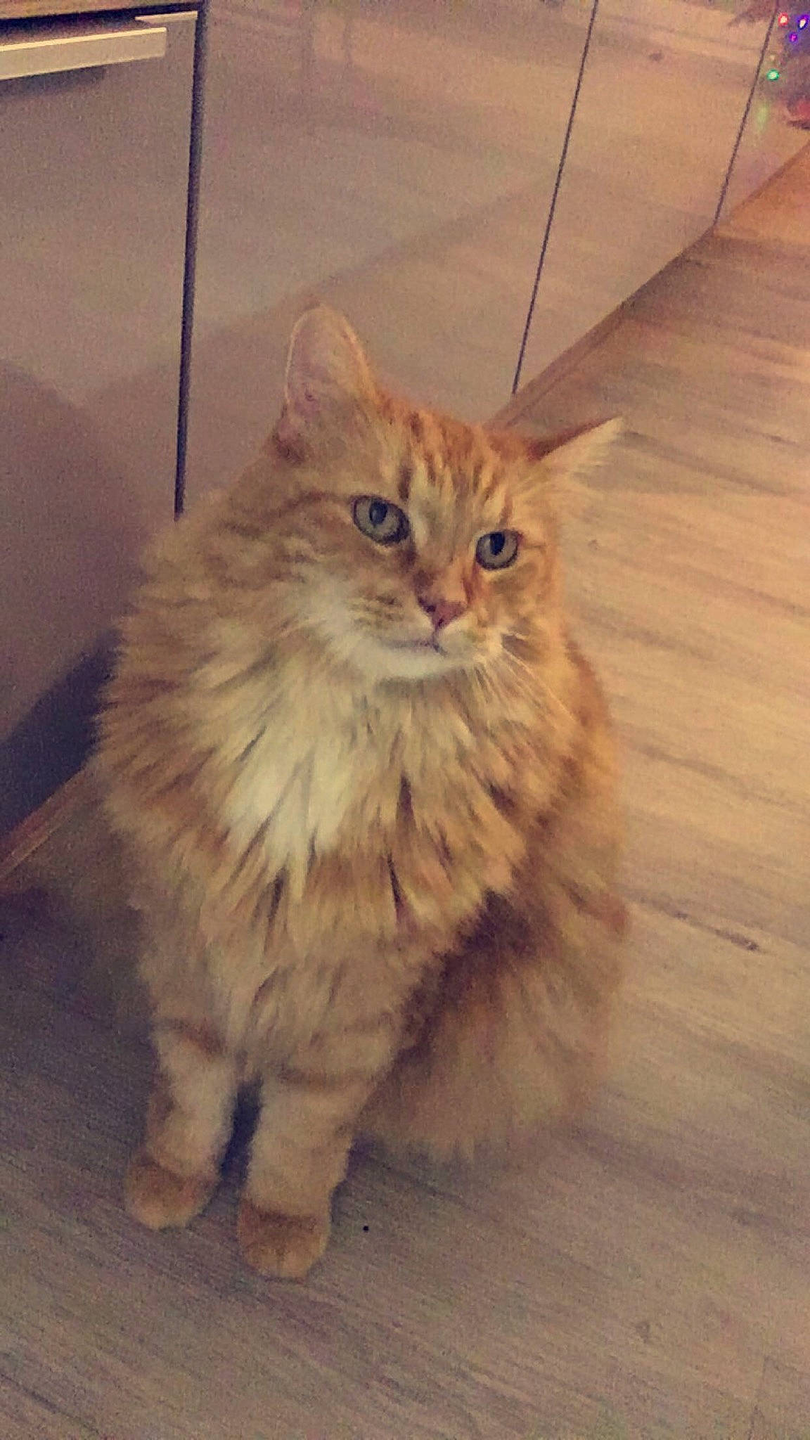 Loulou a rejoint le concours — aidez-le/la à gagner de superbes lots ! asian_semi_longhair, british_semi_longhair, carnivore, cat, cymric, domestic_long_haired_cat, eye, felidae, fur, kitten, maine_coon, mammal, napoleon_cat, norwegian_forest_cat, ragamuffin, siberian, small_to_medium_sized_cats, tabby_cat, vertebrate, whiskers