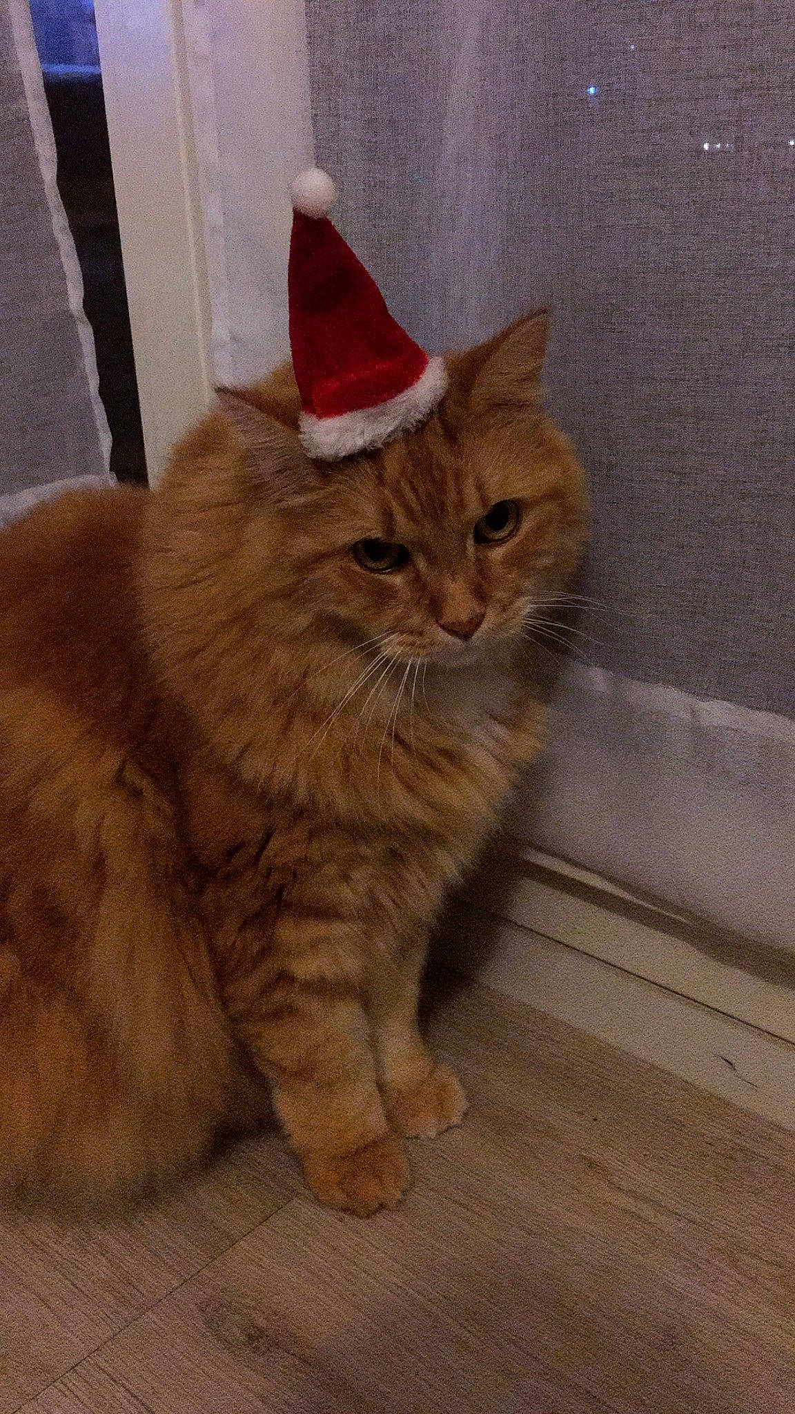 Loulou a rejoint le concours — aidez-le/la à gagner de superbes lots ! asian_semi_longhair, british_longhair, british_semi_longhair, carnivore, cat, cymric, domestic_long_haired_cat, fawn, felidae, kurilian_bobtail, maine_coon, mammal, norwegian_forest_cat, persian, ragamuffin, siberian, small_to_medium_sized_cats, tabby_cat, vertebrate, whiskers