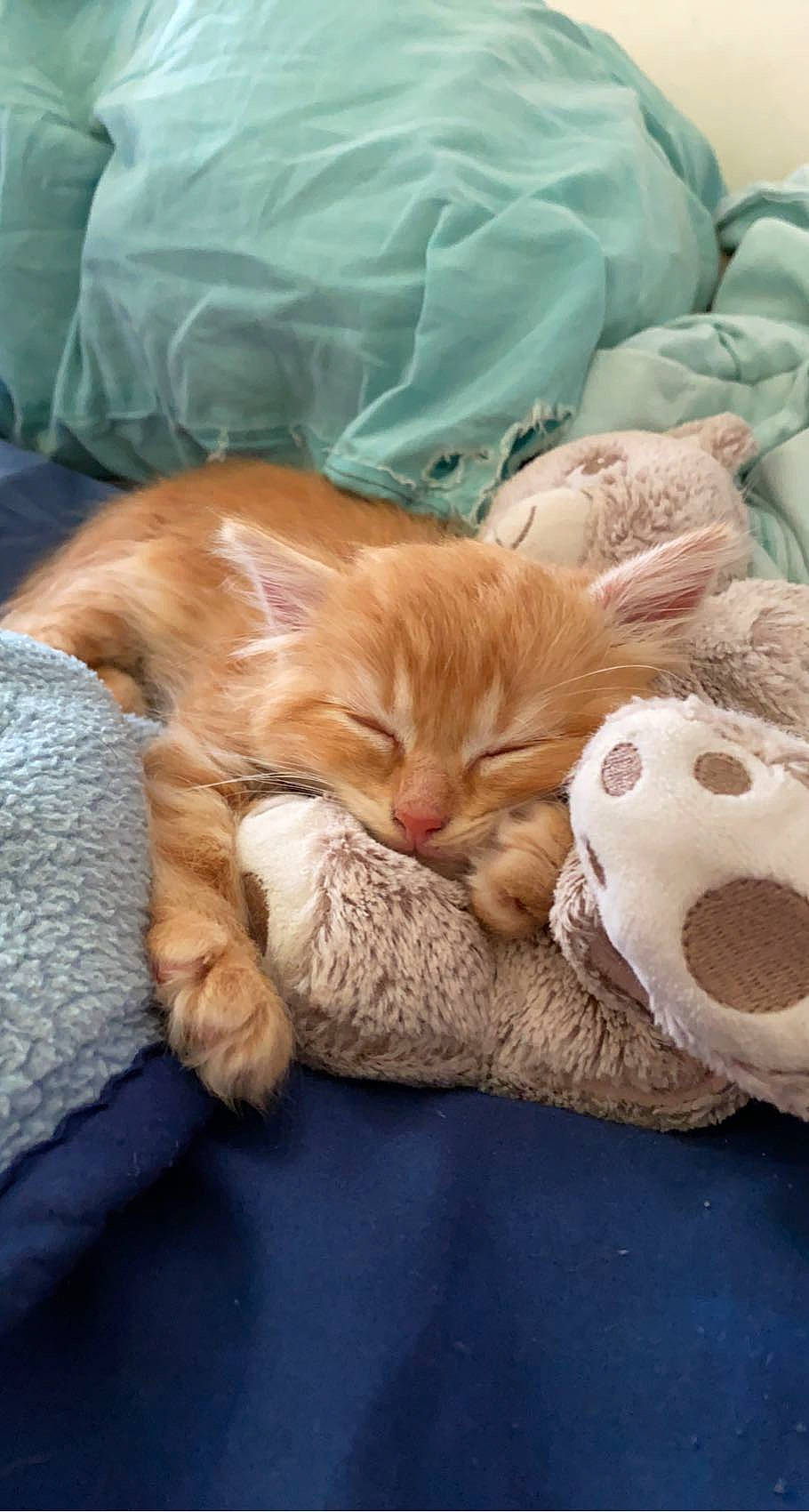 Fox a rejoint le concours — aidez-le/la à gagner de superbes lots ! bed, canidae, carnivore, cat, comfort, companion_dog, domestic_short_haired_cat, fawn, felidae, fur, linens, mammal, paw, small_to_medium_sized_cats, snout, tail, textile, toy, whiskers, wood