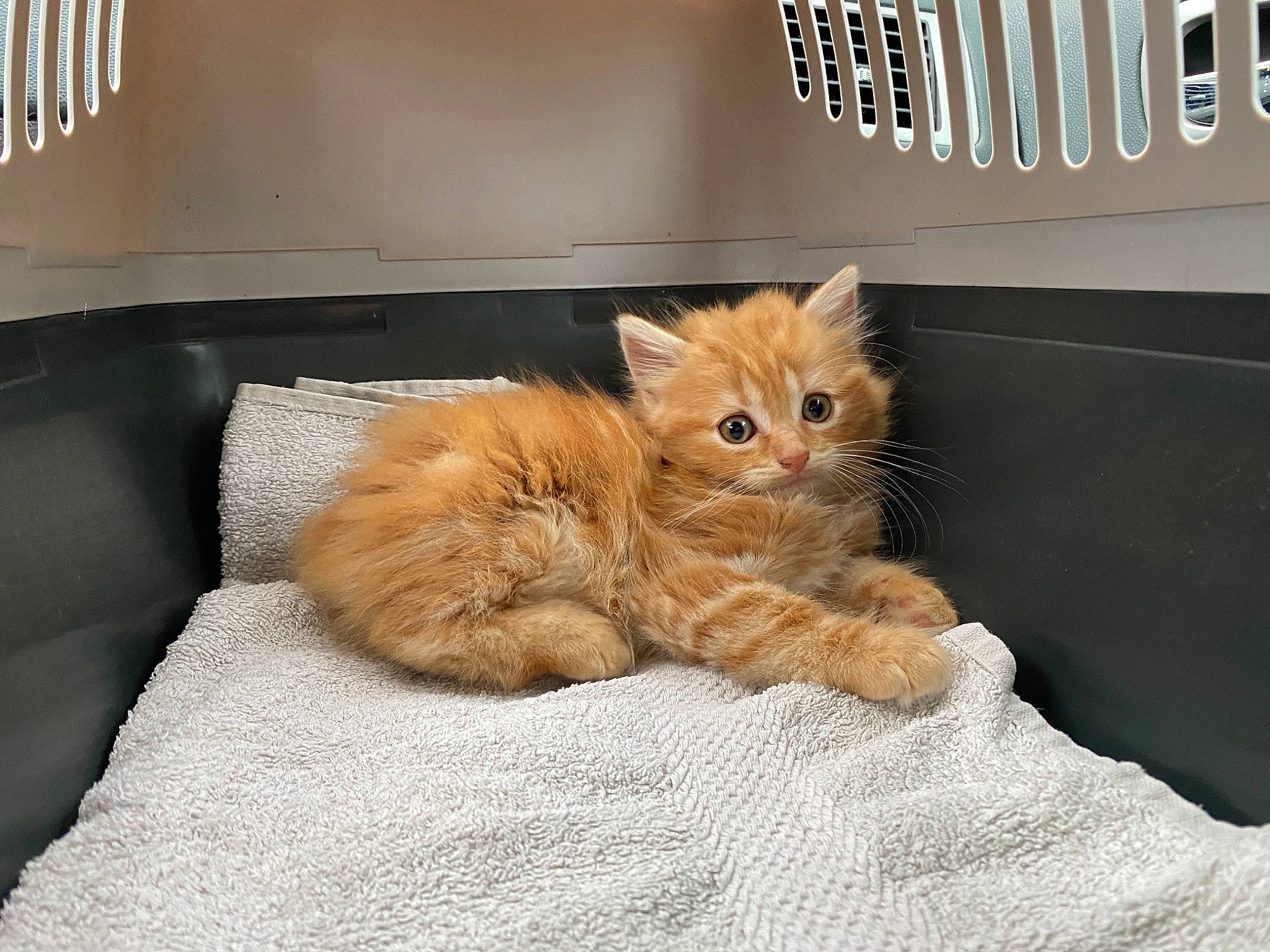 Fox a rejoint le concours — aidez-le/la à gagner de superbes lots ! bed, bedding, box, carnivore, cat, claw, comfort, couch, domestic_short_haired_cat, fawn, felidae, fur, linens, nap, paw, room, small_to_medium_sized_cats, snout, tail, whiskers