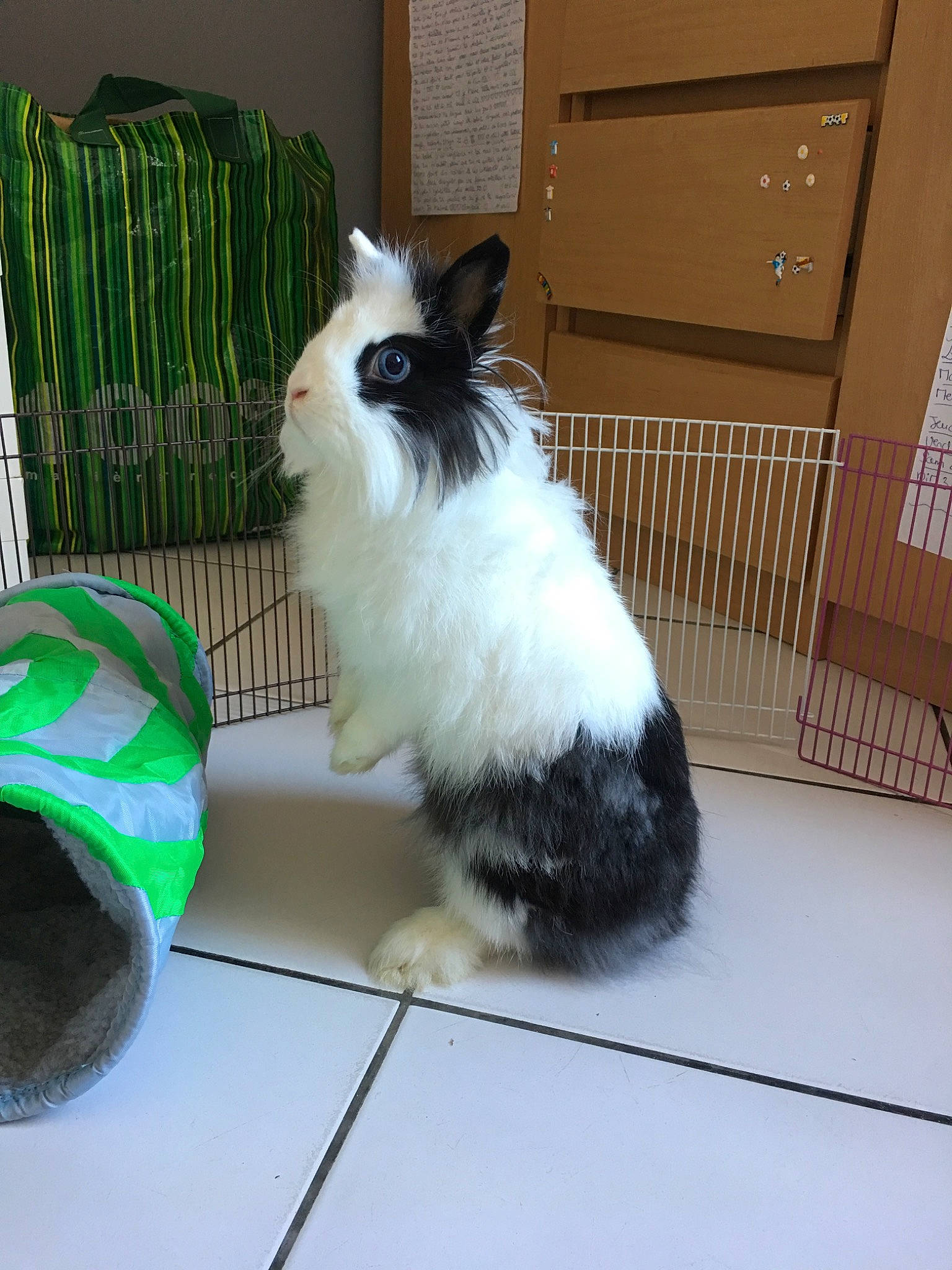 Oreo a rejoint le concours — aidez-le/la à gagner de superbes lots ! angora_rabbit, canidae, domestic_rabbit, fawn, mammal, rabbit, rabbits_and_hares, whiskers