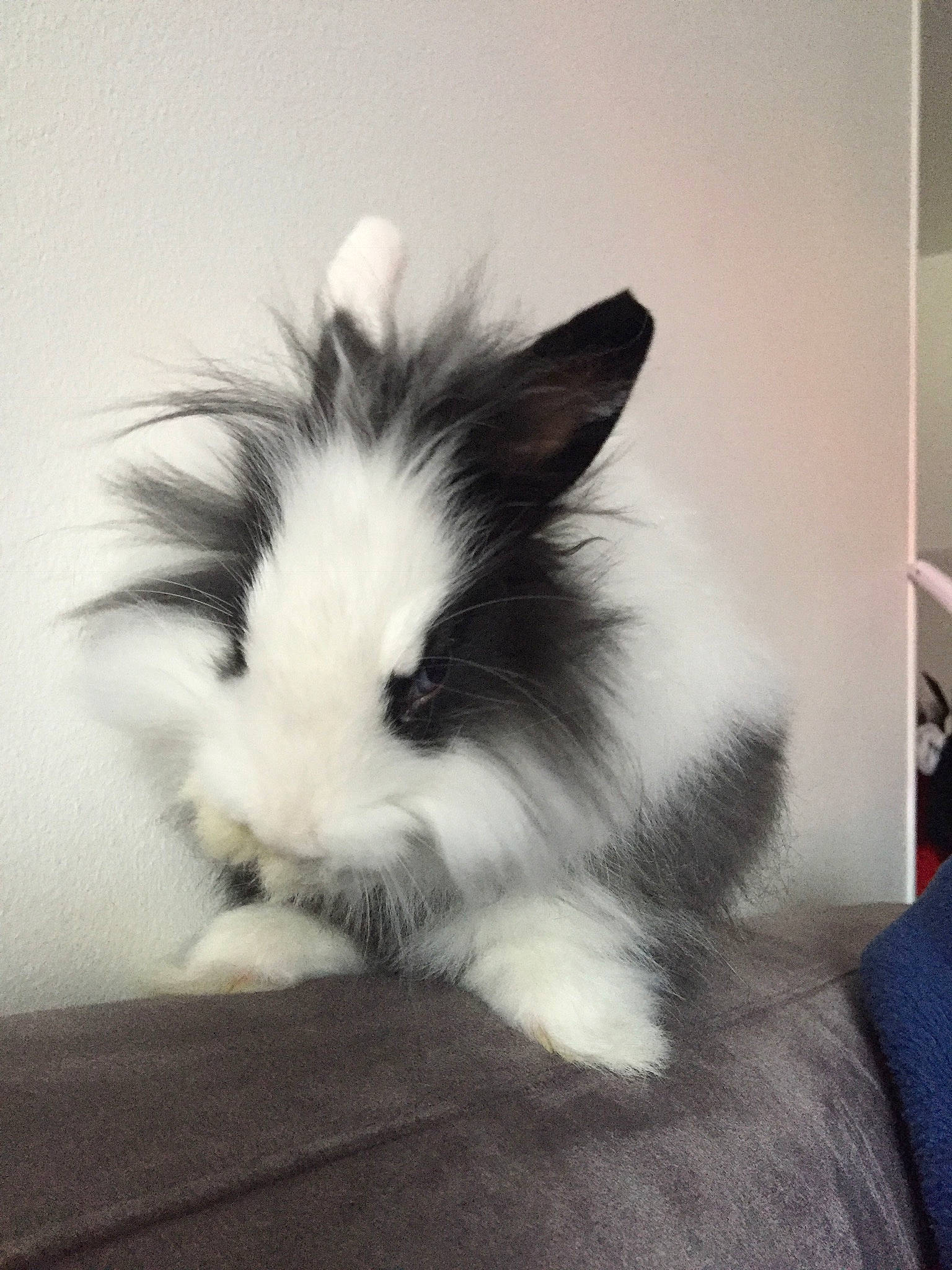 Oreo a rejoint le concours — aidez-le/la à gagner de superbes lots ! angora_rabbit, black_and_white, domestic_rabbit, ear, rabbit, rabbits_and_hares, sky, tail, whiskers