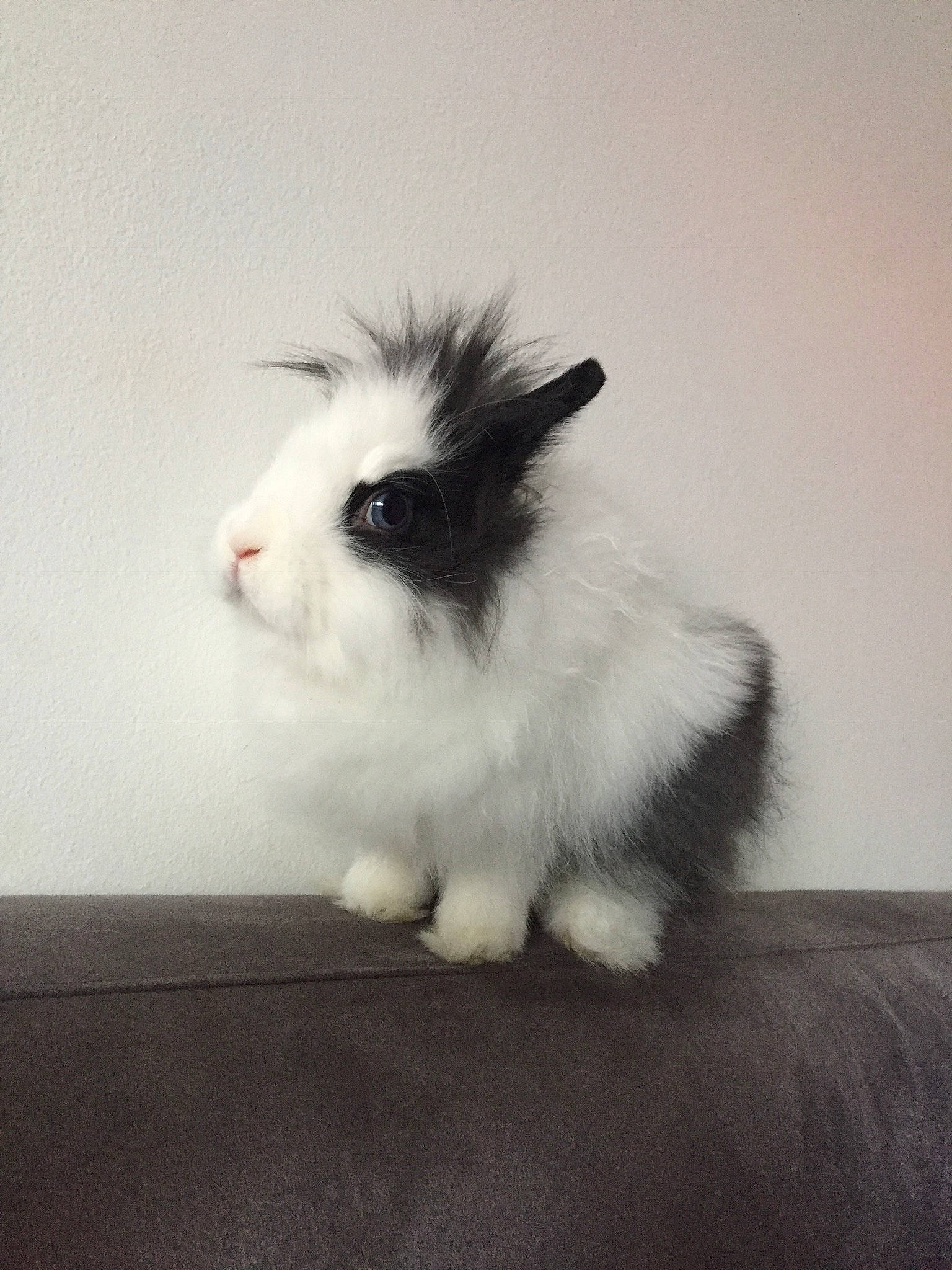 Oreo a rejoint le concours — aidez-le/la à gagner de superbes lots ! angora_rabbit, domestic_rabbit, ear, rabbit, rabbits_and_hares, skin, whiskers