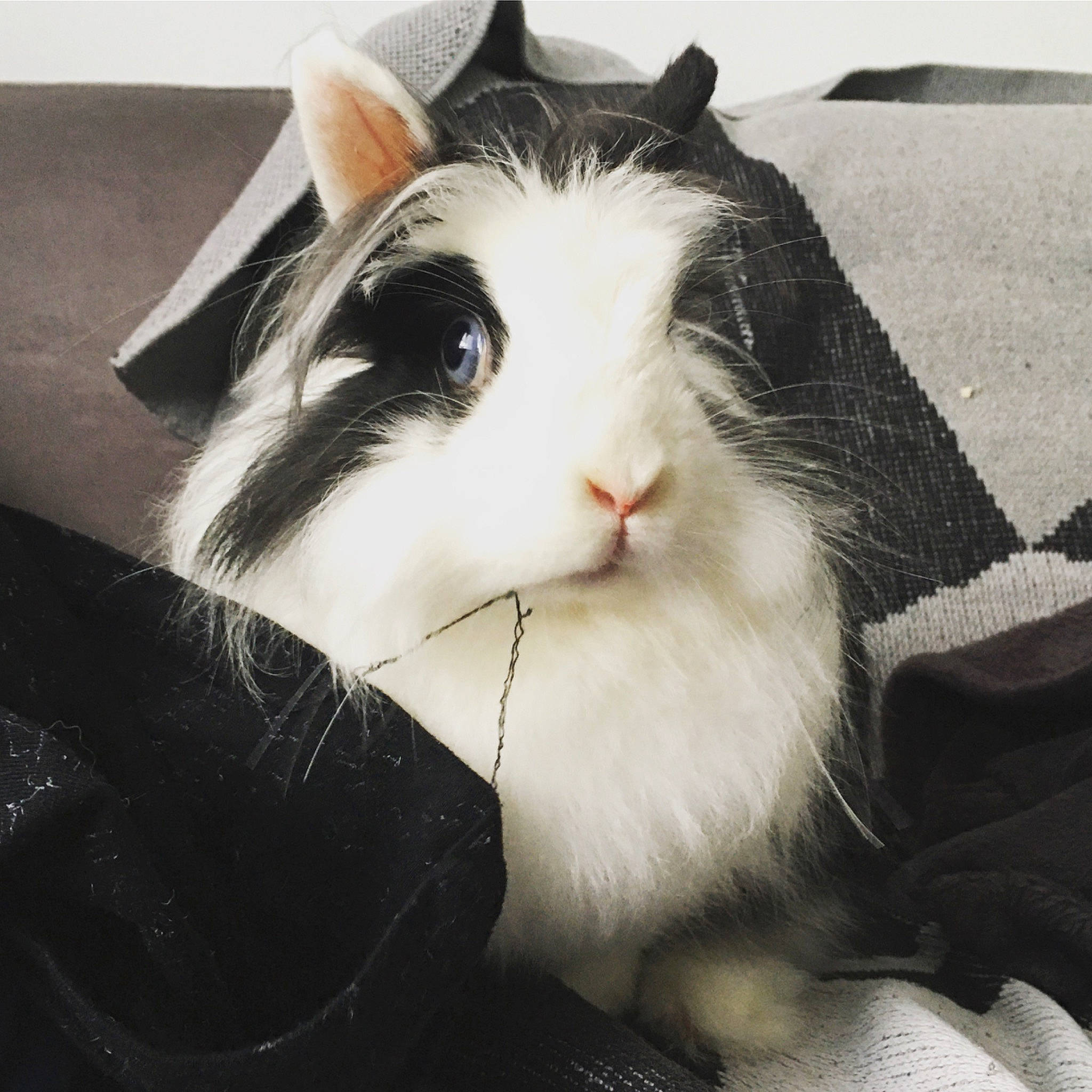 Oreo participe au concours pour gagner de l'argent avec cette photo : black_and_white, carnivore, cat, ear, felidae, fur, mammal, rabbit, rabbits_and_hares, small_to_medium_sized_cats, snout, whiskers