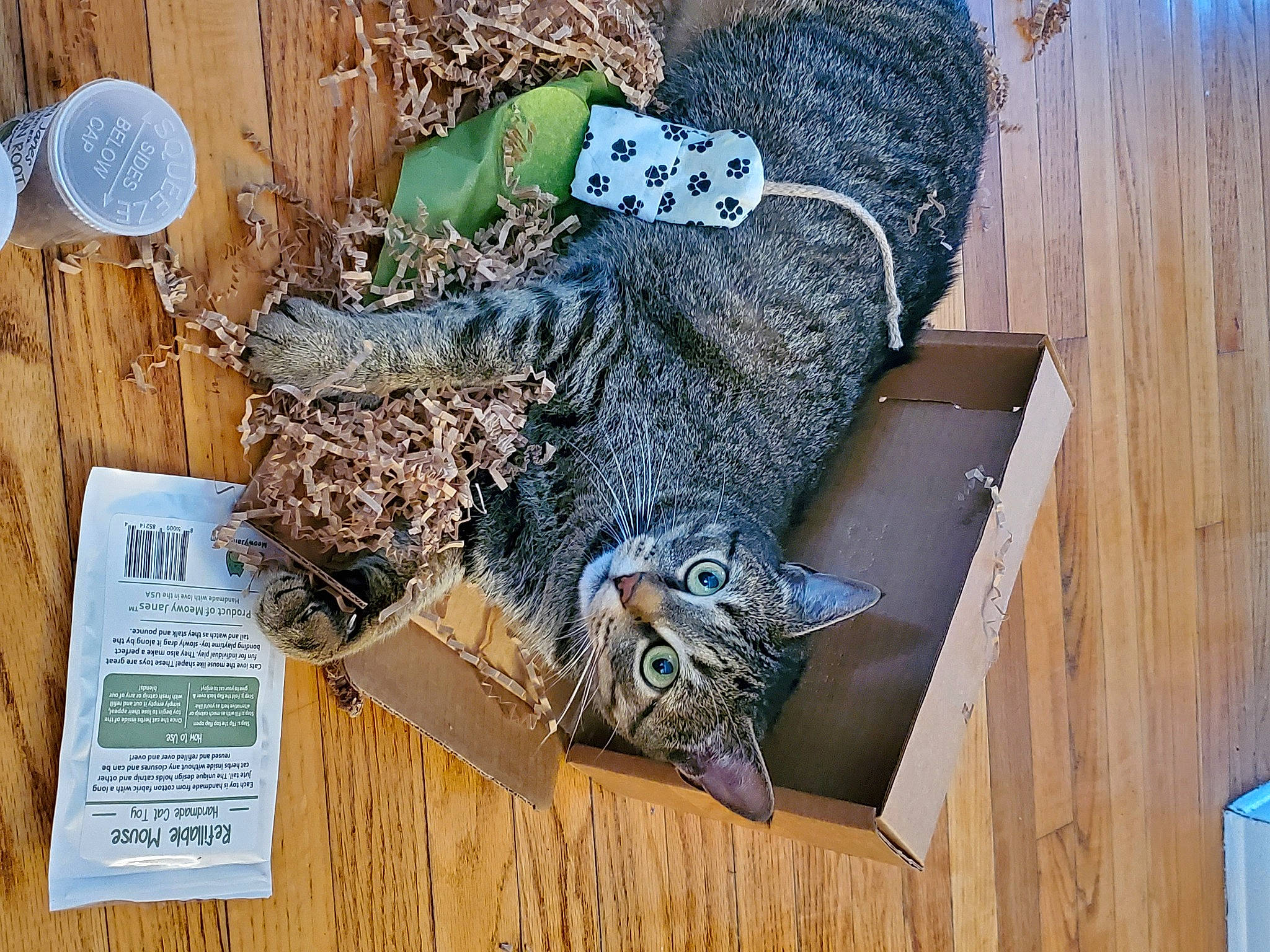 Kicia is registered to the contest to win money with this photo: art, bird_of_prey, blue, cat, denim, fashion_accessory, feather, felidae, fur, great_horned_owl, hardwood, natural_material, owl, pattern, small_to_medium_sized_cats, tail, whiskers, wildlife, wood, wood_stain