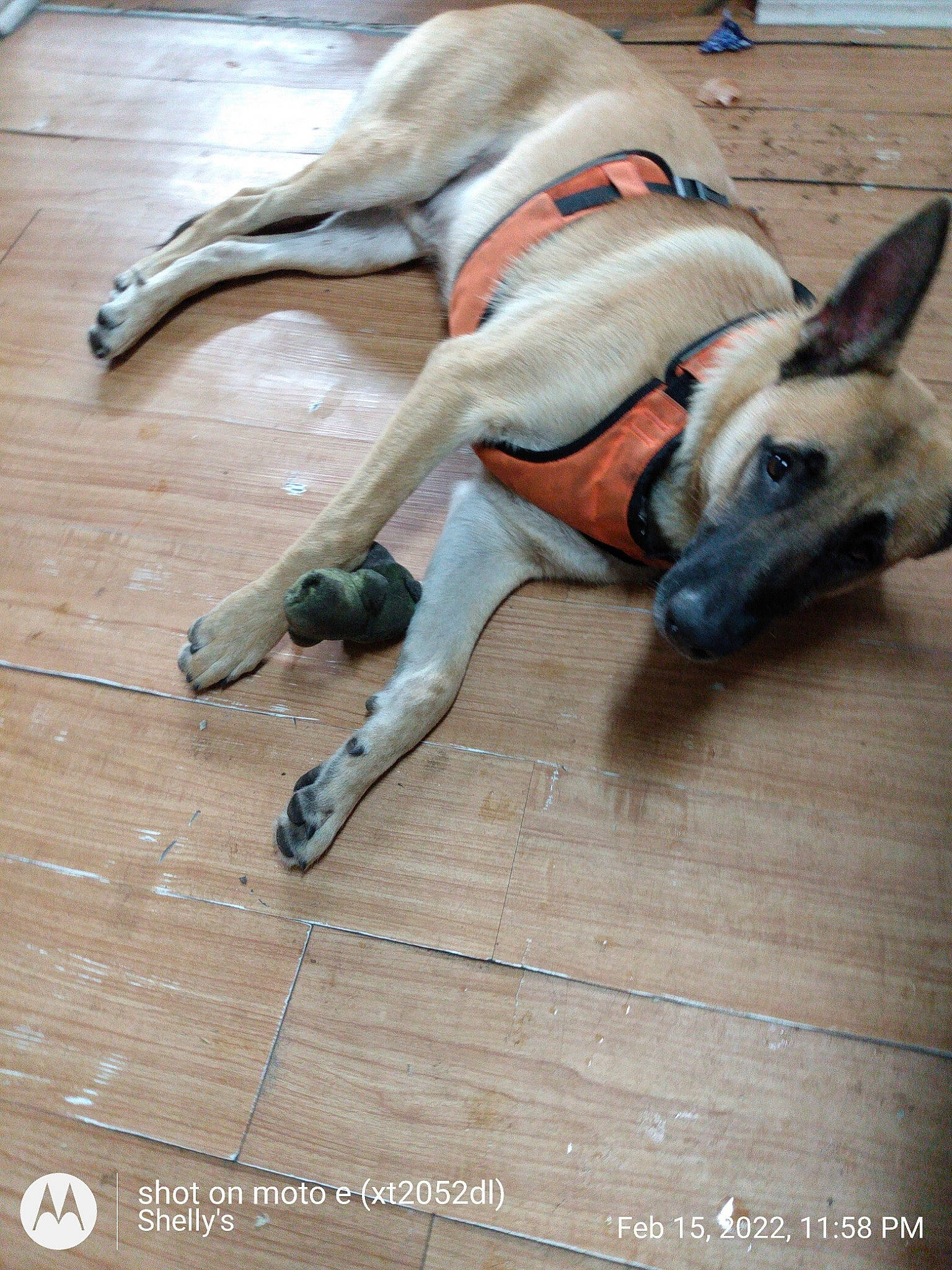 Ruger joined the competition — help win amazing prizes! canidae, carnivore, collar, companion_dog, dog, dog_breed, dog_collar, dog_supply, fawn, flooring, hardwood, paw, pet_supply, snout, sporting_group, tail, wood, wood_flooring, wood_stain, working_animal