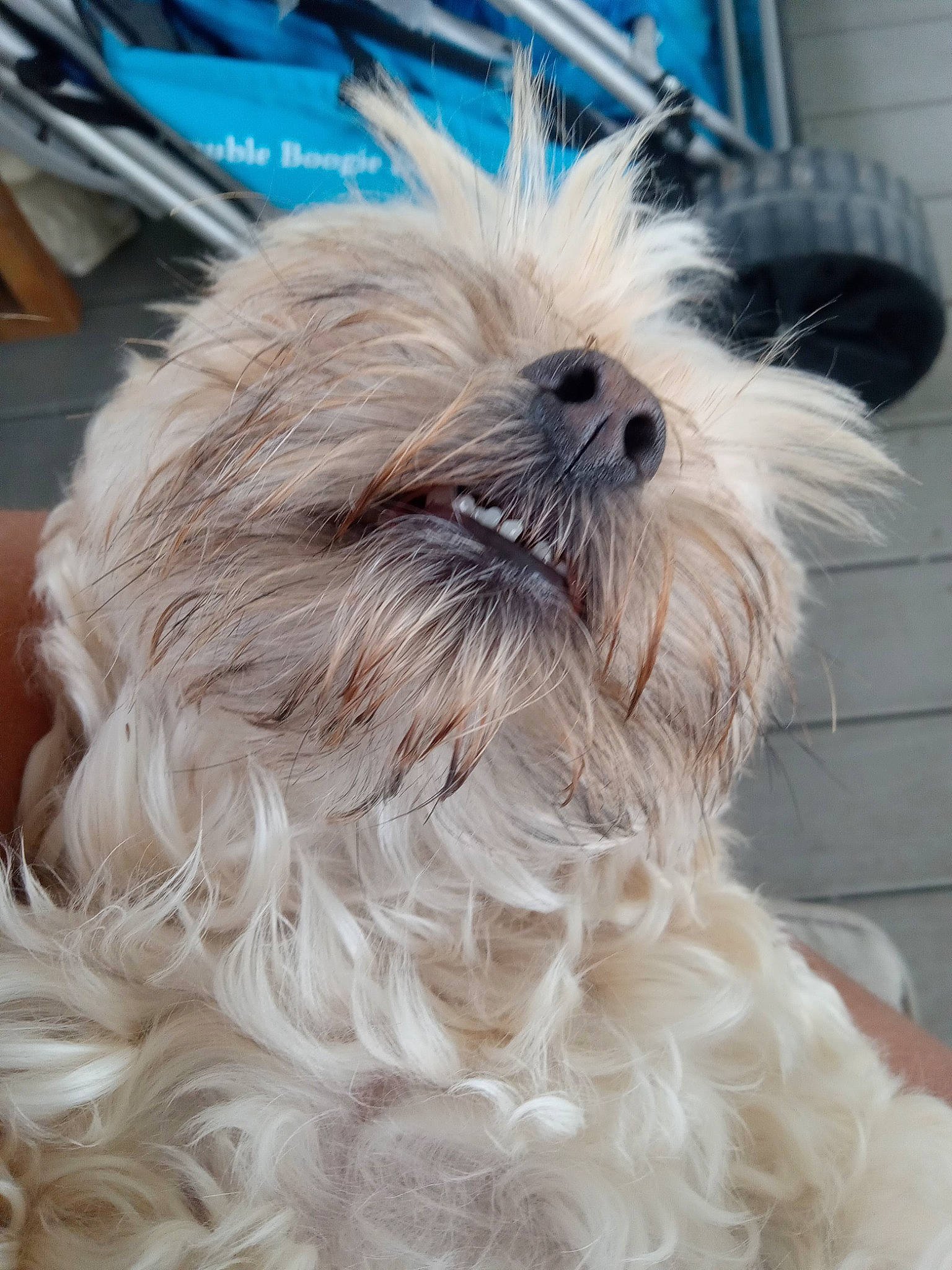 Ducky joined the competition — help win amazing prizes! biewer_terrier, blue, canidae, carnivore, companion_dog, dog, dog_breed, dog_supply, fur, maltepoo, poodle_crossbreed, shih_poo, shih_tzu, small_terrier, snout, sporting_group, terrier, toy_dog, working_animal, yorkipoo