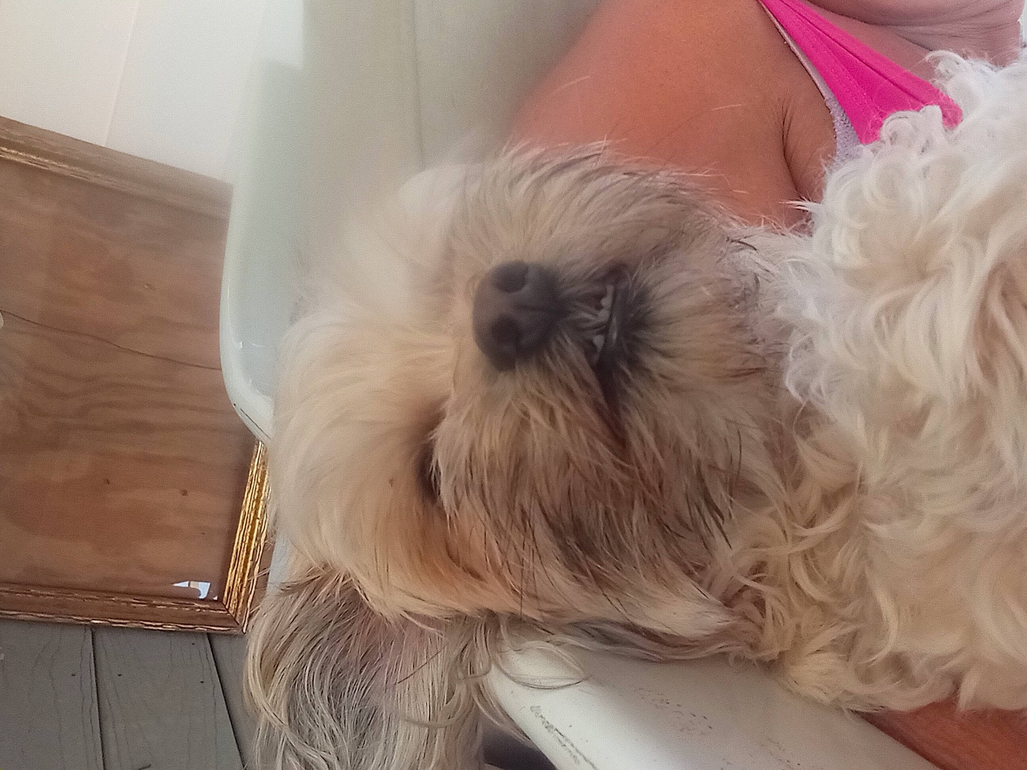 Ducky joined the competition — help win amazing prizes! carnivore, comfort, companion_dog, dog, dog_breed, dog_collar, dog_supply, flooring, fur, hardwood, liver, shih_poo, shih_tzu, small_terrier, snout, sporting_group, terrier, toy_dog, wood, working_animal