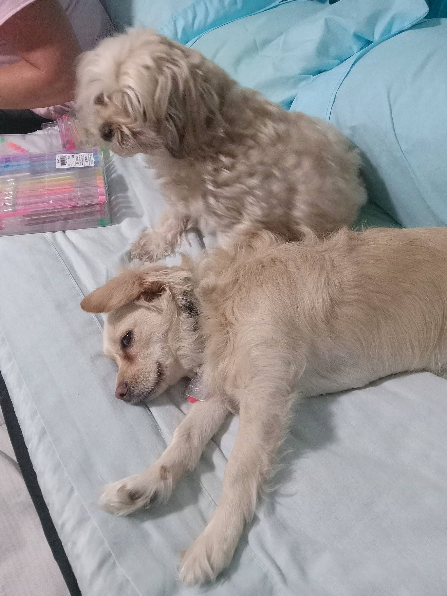 Ducky joined the competition — help win amazing prizes! canidae, carnivore, companion_dog, dog, dog_breed, dog_supply, fur, liver, paw, small_terrier, snout, sporting_group, terrier, toy_dog, working_animal, working_terrier