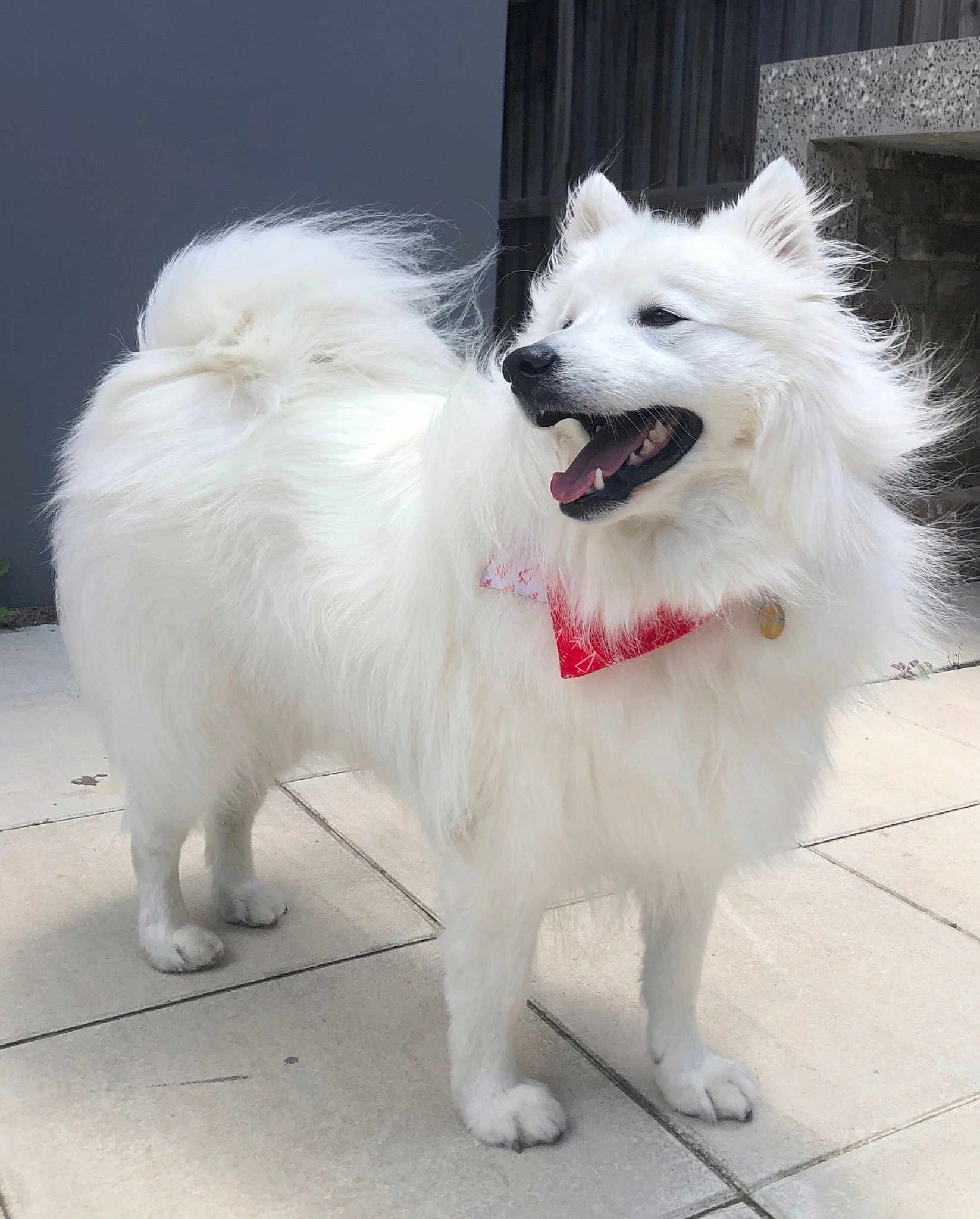 Koko