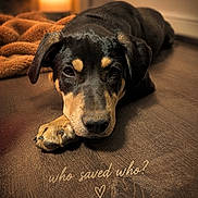 Gunny Mo joined the competition — help win amazing prizes! dog, puppy, floor, blanket, lamp, indoor, brown, black, cute, pet, animal, lying_down, closeup, wood, cozy, warm_lighting, expression, face, paw, portrait