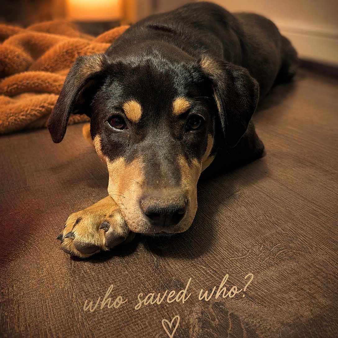 Gunny Mo joined the competition — help win amazing prizes! dog, puppy, floor, blanket, lamp, indoor, brown, black, cute, pet, animal, lying_down, closeup, wood, cozy, warm_lighting, expression, face, paw, portrait