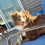 Rusty joined the competition — help win amazing prizes! animal, blue_cushion, brown_dog, canine, chair, dog, fence, fur, happy, house, outdoor, pet, playful, porch, reflections, resting, sliding_glass_door, sunlight, tennis_ball, white_dog