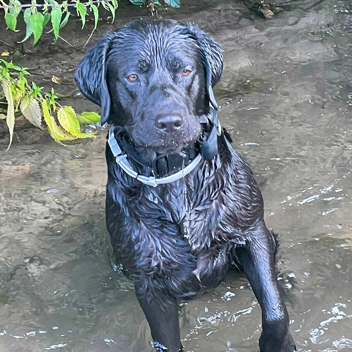 Salto a rejoint le concours — aidez-le/la à gagner de superbes lots ! animal, bathing, canine, dog, labradorretriever, mud, pet, pointer, pool, puddle, puppy, water