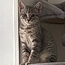 Perle participe au concours pour gagner de l'argent avec cette photo : cat, kitten, tabby, pet, animal, feline, sitting, portrait, wide_eyes, whiskers, striped_fur, gray_fur, indoors, bedroom, cat_tree, perch, cozy, home, closeup, photography