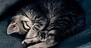 Perle a rejoint le concours — aidez-le/la à gagner de superbes lots ! kitten, cat, sleeping, curled_up, tabby, furry, pet, animal, cute, peaceful, cozy, blanket, indoors, close_up, portrait, paws, whiskers, striped_fur, resting, nap