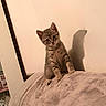 Perle participe au concours pour gagner de l'argent avec cette photo : kitten, cat, tabby, animal, pet, sitting, bed, blanket, bedroom, indoors, portrait, whiskers, ears, eyes, fur, striped, shadow, warm_lighting, cute, cozy
