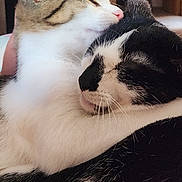 Reesie joined the competition — help win amazing prizes! cat, cats, tabby_cat, black_and_white_cat, white_fur, black_fur, striped_fur, animal, pet, cuddling, sleeping, eyes_closed, nuzzling, whiskers, ears, furry, close_up, indoors, cozy, adorable