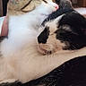 cat, cats, tabby_cat, black_and_white_cat, white_fur, black_fur, striped_fur, animal, pet, cuddling, sleeping, eyes_closed, nuzzling, whiskers, ears, furry, close_up, indoors, cozy, adorable