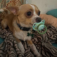 Teddy Bear joined the competition — help win amazing prizes! bed, black_nose, blanket, bone_tag, brown_eyes, chihuahua, closeup, collar, cute, dog, dog_tag, indoors, pacifier, pet, portrait, puppy, resting, small_dog, tan_fur, white_markings