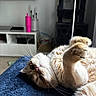 cat, ginger_cat, white_fur, fluffy, lying_down, upside_down, indoors, blue_blanket, whiskers, pink_nose, green_eyes, pet, close_up, portrait, relaxed, playful, cozy_room, television, shelving, lamp