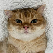 Quentin joined the competition — help win amazing prizes! cat, kitten, ginger_cat, tabby, white_fur, fluffy, feline, pet, animal, close_up, portrait, face, eyes, whiskers, pink_nose, ears, fur, blanket, indoors, cozy