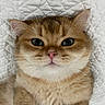 cat, kitten, ginger_cat, tabby, white_fur, fluffy, feline, pet, animal, close_up, portrait, face, eyes, whiskers, pink_nose, ears, fur, blanket, indoors, cozy